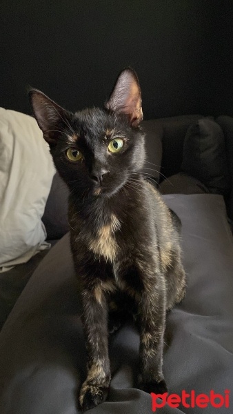 Tekir Kedi, Kedi  Zeytin fotoğrafı