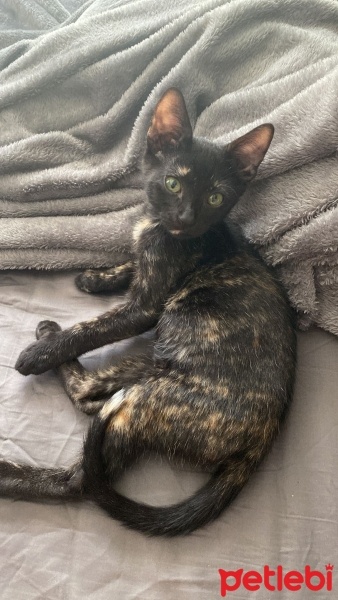 Tekir Kedi, Kedi  Zeytin fotoğrafı