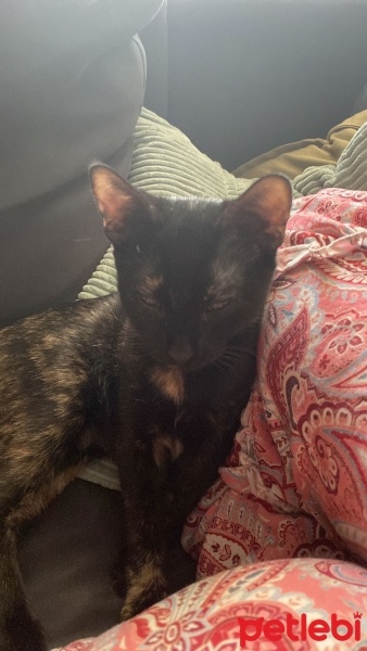 Tekir Kedi, Kedi  Zeytin fotoğrafı