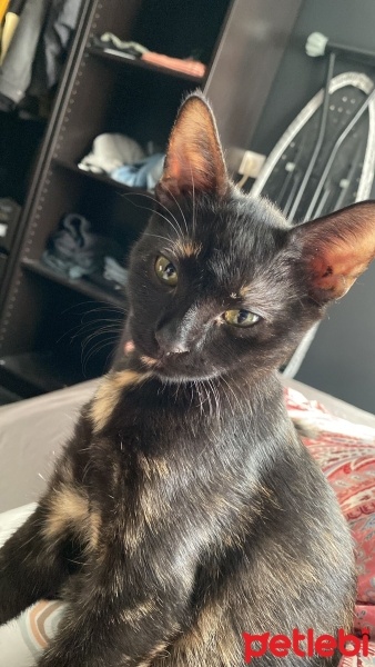Tekir Kedi, Kedi  Zeytin fotoğrafı