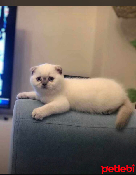 Scottish Fold, Kedi  Pamuk fotoğrafı