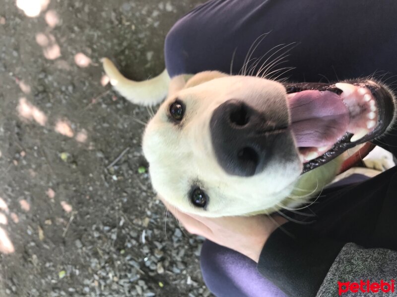 Labrador Retriever, Köpek  Pamuk fotoğrafı