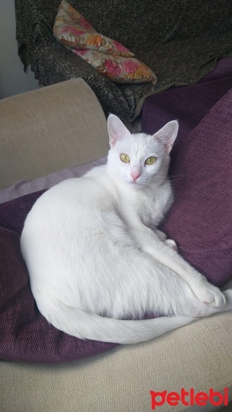 Ankara Kedisi, Kedi  mia fotoğrafı