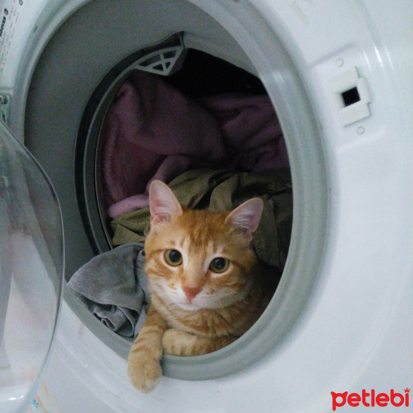 Ankara Kedisi, Kedi  Sezar fotoğrafı