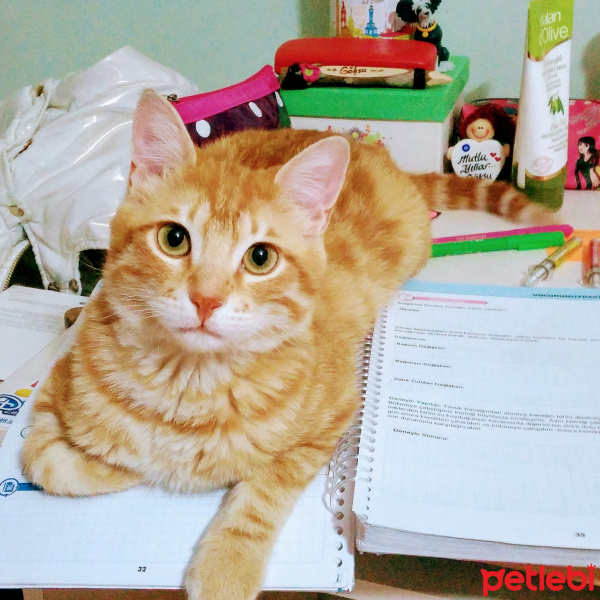 Ankara Kedisi, Kedi  Sezar fotoğrafı