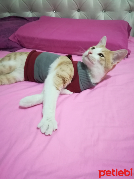 Tekir Kedi, Kedi  Balım  fotoğrafı