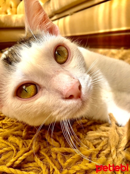 Tekir Kedi, Kedi  Pamuk fotoğrafı