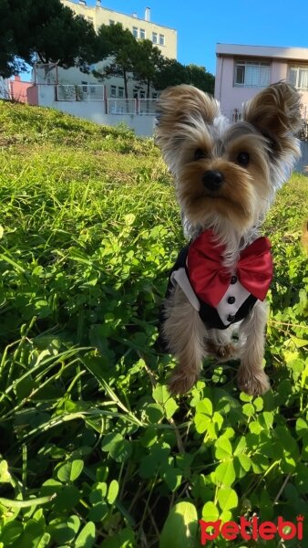 Yorkshire Terrier, Köpek  Kırpık fotoğrafı