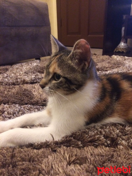 Tekir Kedi, Kedi  ysvru fotoğrafı