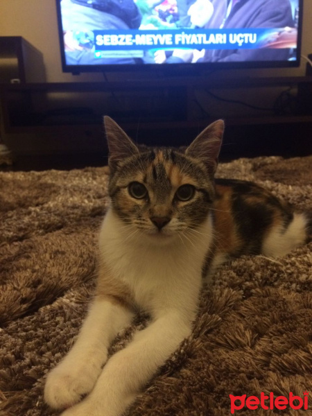 Tekir Kedi, Kedi  ysvru fotoğrafı