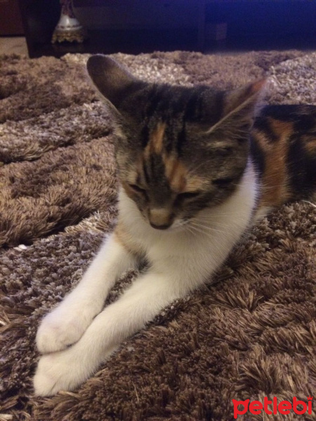 Tekir Kedi, Kedi  ysvru fotoğrafı