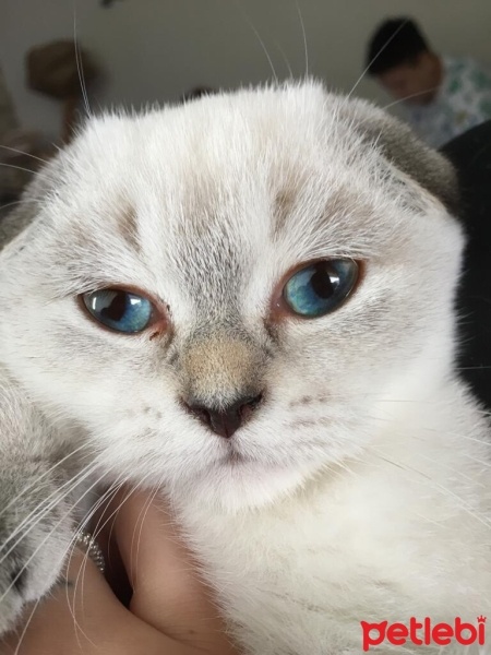 Scottish Fold, Kedi  Mavi fotoğrafı