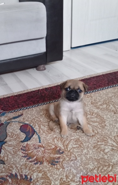 Pug, Köpek  Rıfkı fotoğrafı