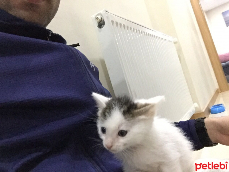 Van Kedisi, Kedi  Alex fotoğrafı