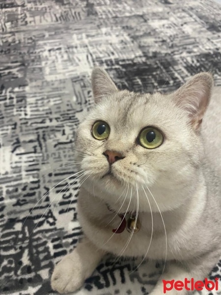 British Shorthair, Kedi  Tesla fotoğrafı