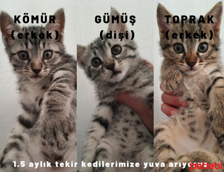 Tekir Kedi, Kedi  Kömür-Gümüş-Toprak tekir yavrularımız yuva arıyor fotoğrafı