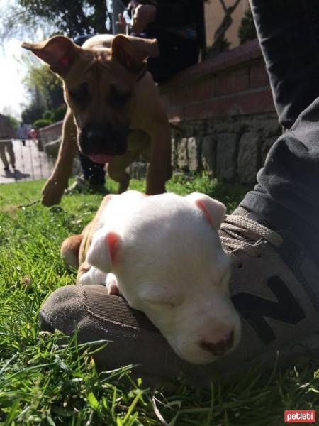 Amerikan Staffordshire Terrier, Köpek  Lena fotoğrafı