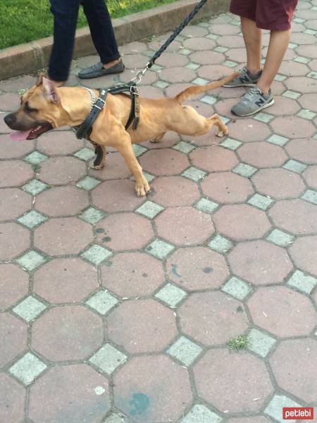 Amerikan Staffordshire Terrier, Köpek  Lena fotoğrafı