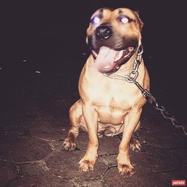 Amerikan Staffordshire Terrier, Köpek  Lena fotoğrafı