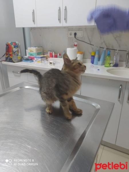Tekir Kedi, Kedi  Tekir fotoğrafı