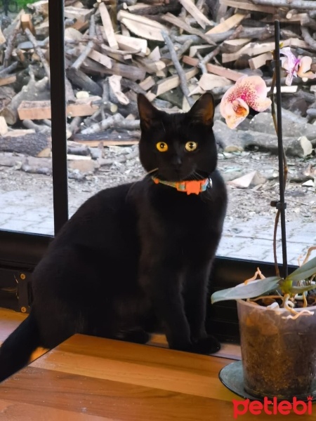 Bombay, Kedi  Kömür fotoğrafı