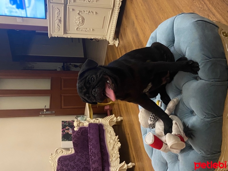 Pug, Köpek  golge fotoğrafı