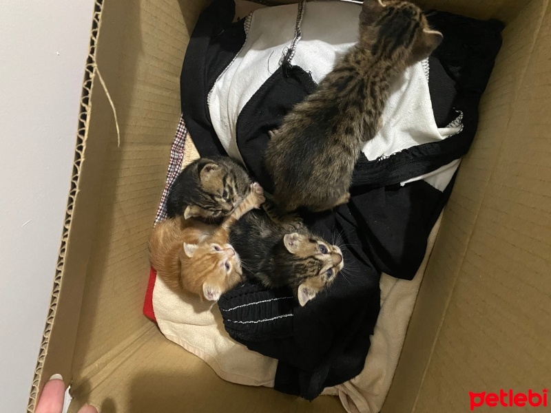 Tekir Kedi, Kedi  Zeytin, fiko , boncuk fotoğrafı