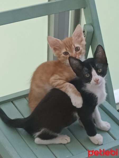 Tekir Kedi, Kedi  Mia fotoğrafı