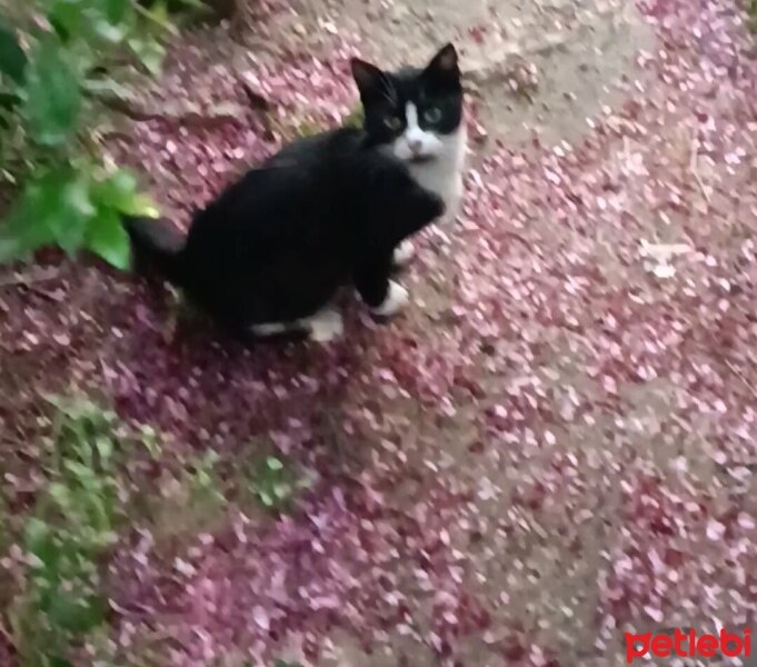 Tekir Kedi, Kedi  Mia fotoğrafı