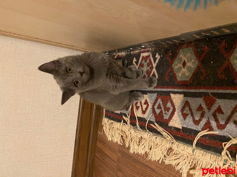 Mavi Rus, Kedi  Rus mavisi fotoğrafı