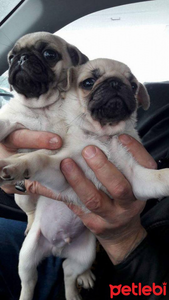 Pug, Köpek  pacsal fotoğrafı