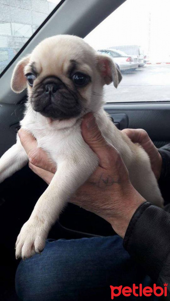 Pug, Köpek  pacsal fotoğrafı
