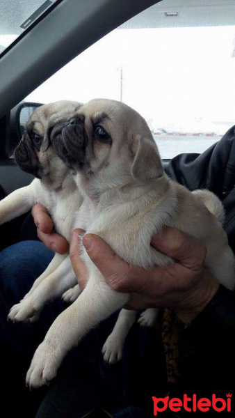 Pug, Köpek  pacsal fotoğrafı