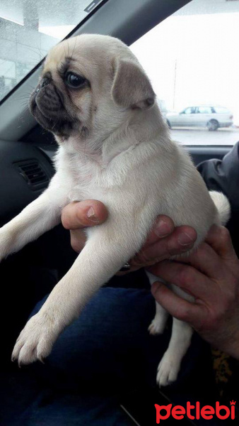 Pug, Köpek  pacsal fotoğrafı