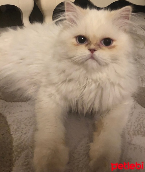 Chinchilla, Kedi  Pamuksu fotoğrafı