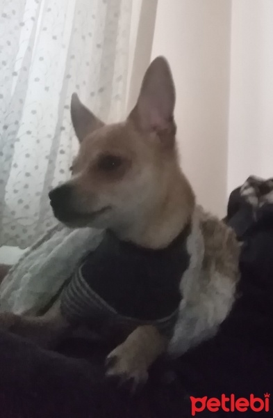 Chihuahua, Köpek  Cuppy fotoğrafı