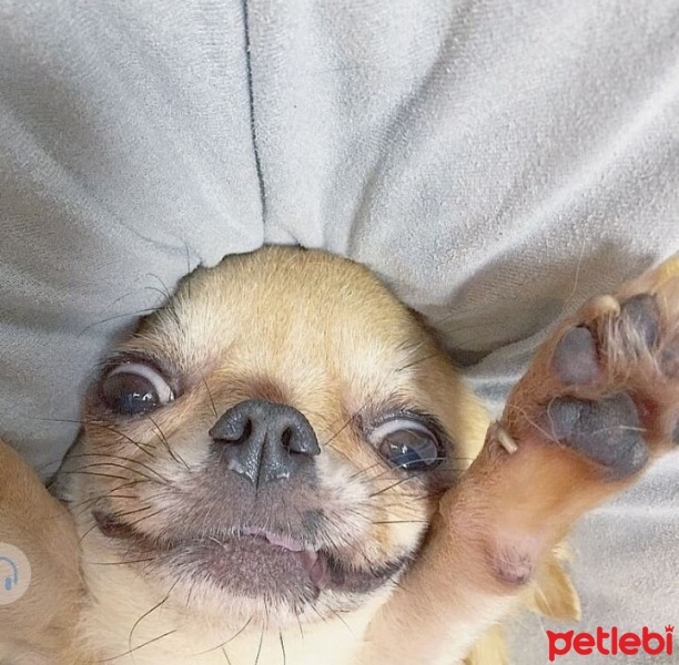 Chihuahua, Köpek  Cuppy fotoğrafı