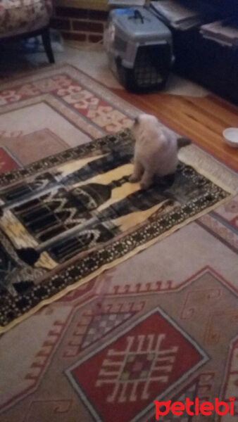 Scottish Fold, Kedi  Pamuk fotoğrafı