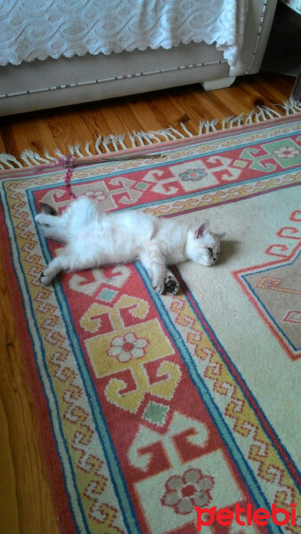 Scottish Fold, Kedi  Pamuk fotoğrafı