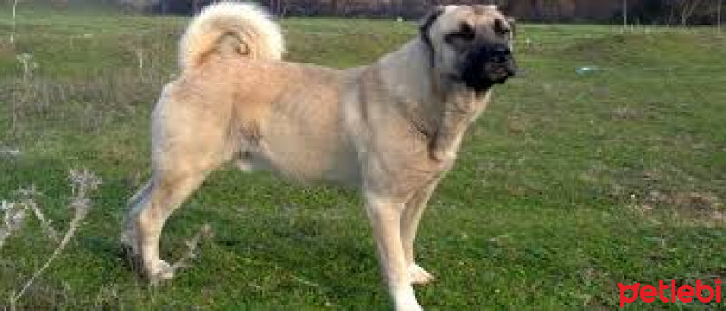 Kangal, Köpek  Lady fotoğrafı