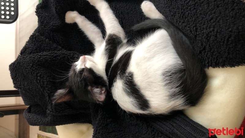 Tuxedo (Smokin) Kedi, Kedi  Mia fotoğrafı