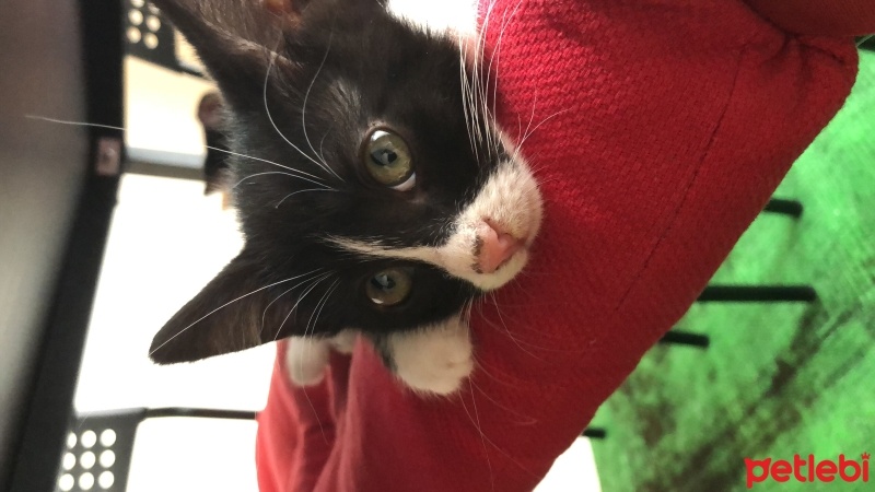 Tuxedo (Smokin) Kedi, Kedi  Zeytin fotoğrafı
