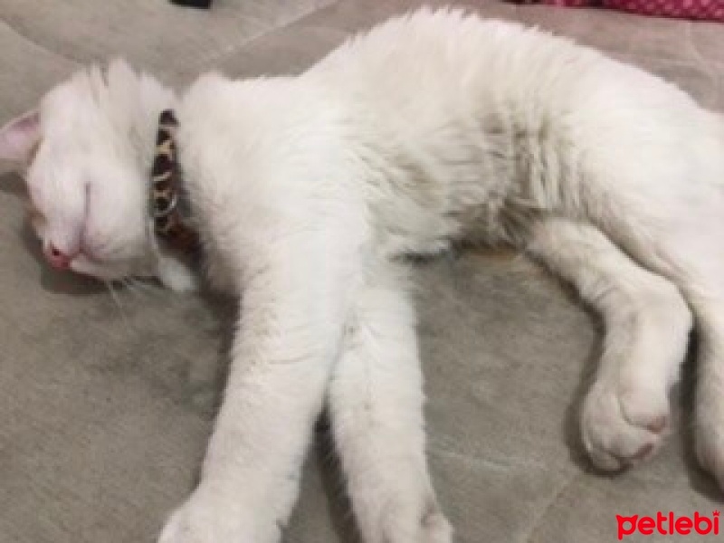 Tekir Kedi, Kedi  Pamuk fotoğrafı