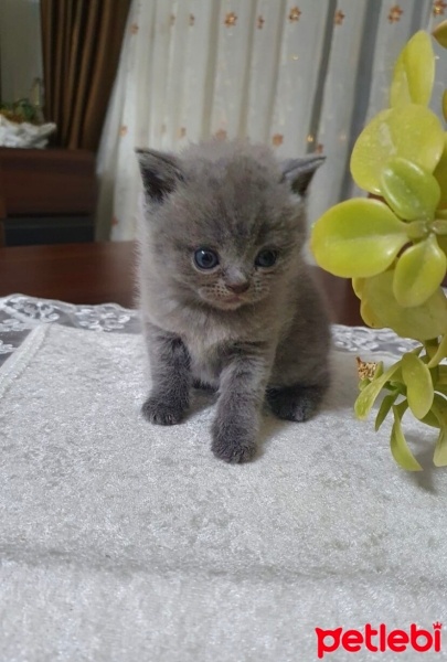 British Shorthair, Kedi  Pati fotoğrafı