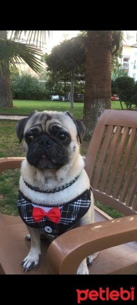 Pug, Köpek  DOBBY fotoğrafı