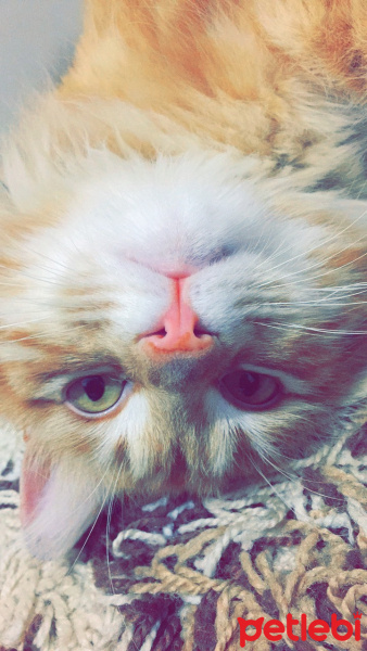 Maine Coon, Kedi  Tatar  fotoğrafı