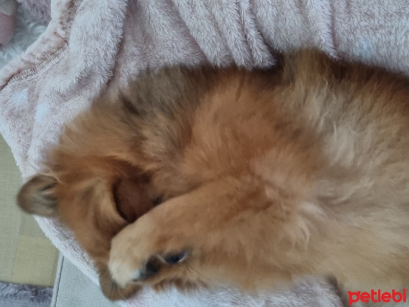 Pomeranyalı, Köpek  chanel fotoğrafı