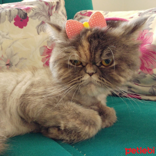 Chinchilla, Kedi  Duman fotoğrafı