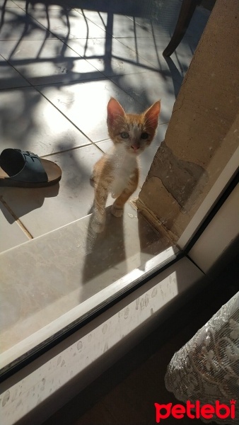 Tekir Kedi, Kedi  Minnoş fotoğrafı
