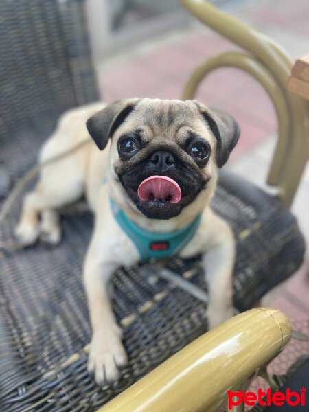 Pug, Köpek  Şila fotoğrafı